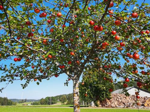 Obstwiesen