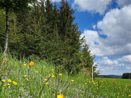 Wiesen rund um den Hof