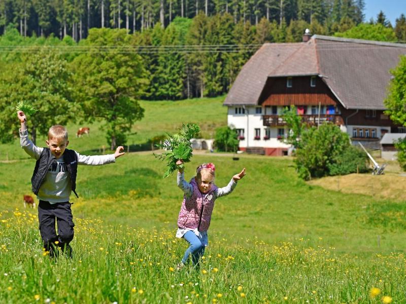 Wiesen rund um den Hof