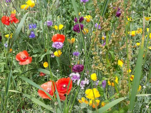 Blumenwiesen