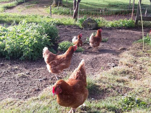 Hühner auf dem Zuckerbauernhof