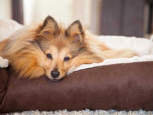 tischneck-chalets-hardt-ferienhaus-hunde