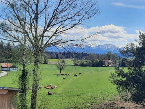 Unser Allgäu
