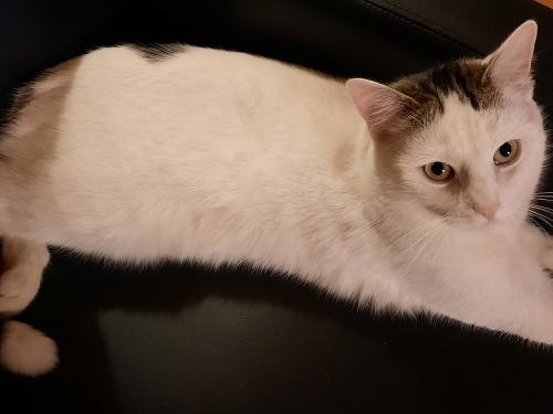 Kater Dobby möchte gestreichelt werden