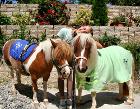 Ponys