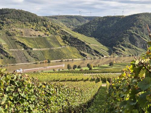 Weinberge an der Mosel