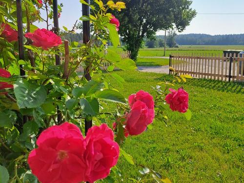 Unser Garten