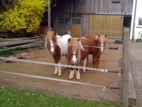 unsere Ponys