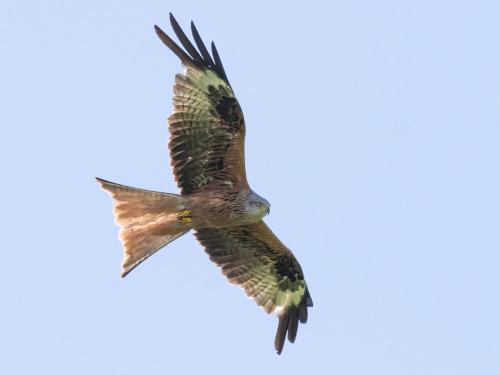 Vogelperspektive
