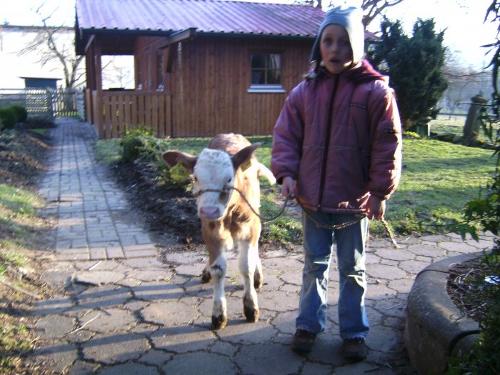 Kälbchen