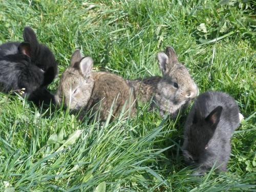 Hasenbabys im Frühlingsgras