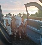 Landurlaub bei Westendorff s