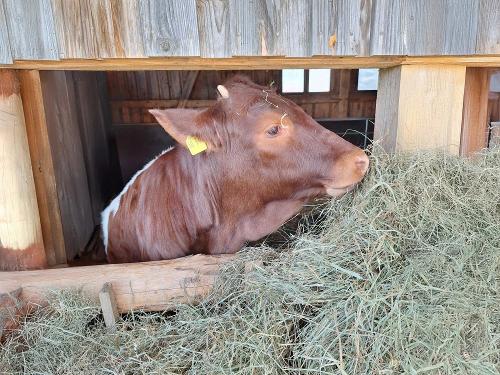 Kalb
