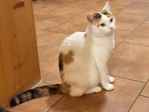 unsere Katze
