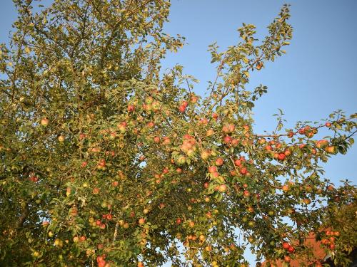 Apfelbaum