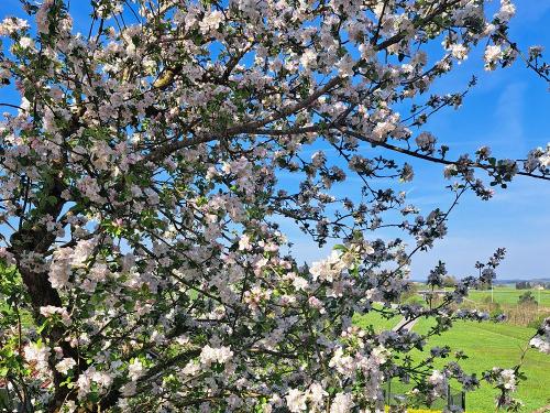 Apfelblüte
