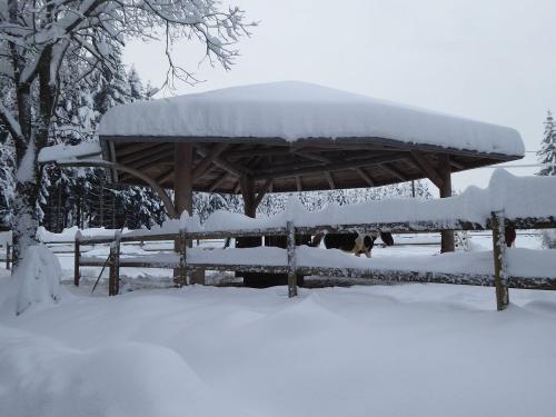 Pferde im Schnee