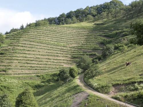 Oberkircher Weinberge