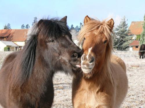 Pferdefreundschaft