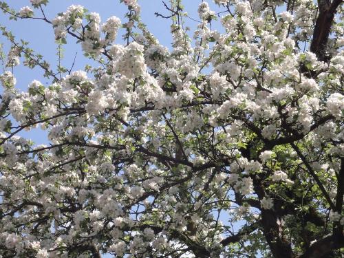 Apfelblüte