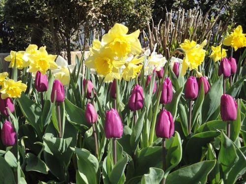 Frühlingsblumen