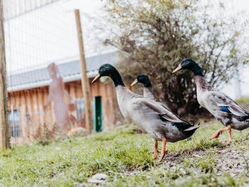Laufenten auf Schneckenjagd Laufenten auf Schneckenjagd