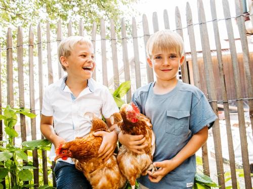 Hühner zum Anfassen Hühner zum Anfassen