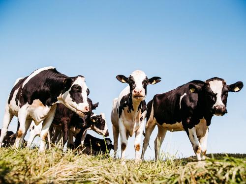 Unsere Kühe Unsere Kühe