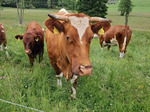 Neugierige Kühe