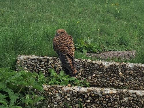 Hoher Besuch