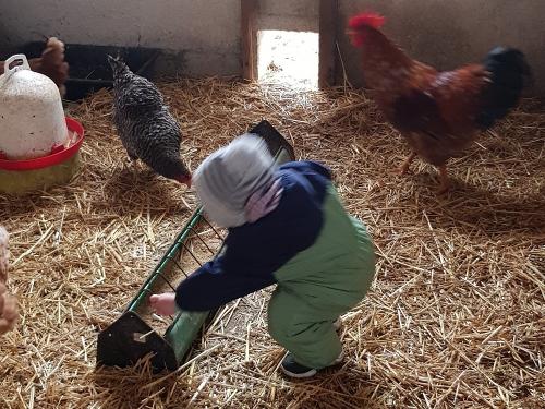 Kleine Helfer im Hühnerstall