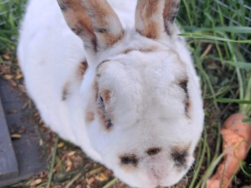 kleiner, neugieriger Hase