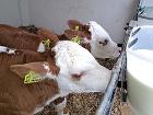 Kälbermahlzeit Kälbermahlzeit