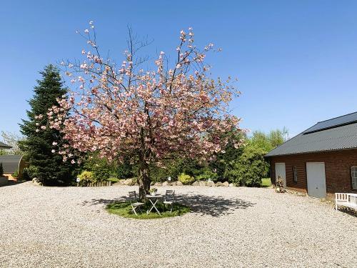 Hofplatz mit japanischer Zierkirsche