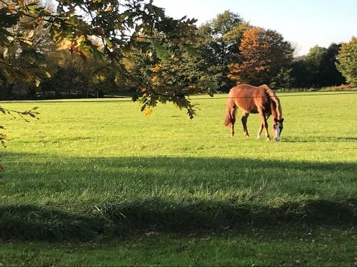 Fördehus Garten an der Pferdekoppel