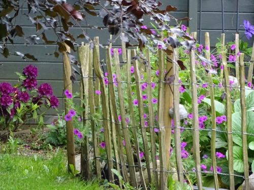 Kleiner Teich mit Fröschen, Goldfischen und Blumenvielfalt