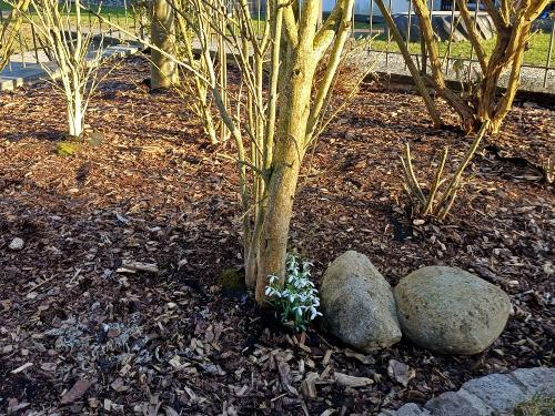 Garten - Frühling Garten - Frühling