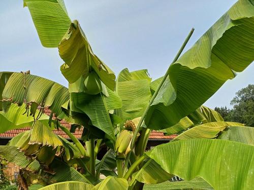 Bananenstauden - Sitzplatz Bananenstauden - Sitzplatz