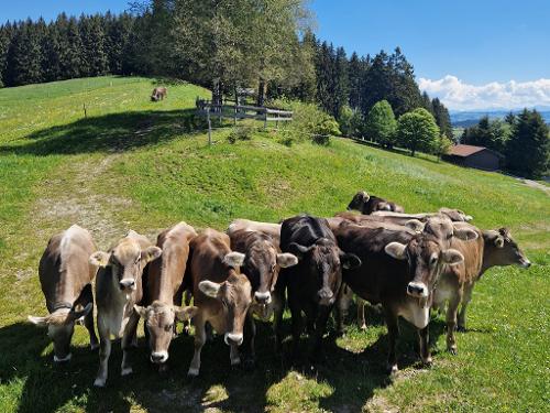 Kühe auf Hausweide