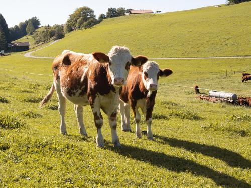 Unsere Jungkühe, die im Sommer rund um den Hof grasen