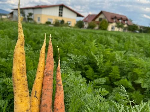 Möhrenfeld neben dem Brunnenhof