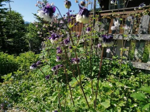 Akelei im Bauerngarten