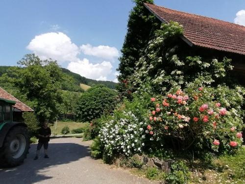 Blühender Hof im Frühsommer