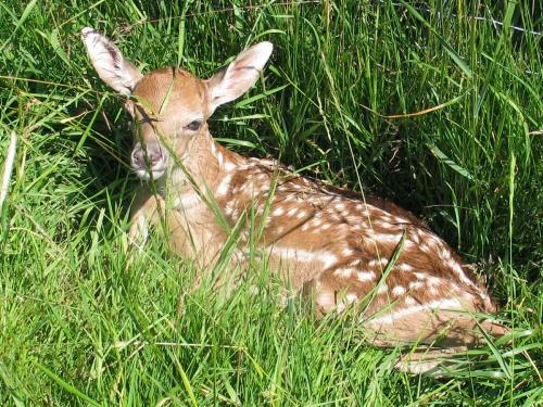 2 Tage altes Damwildkitz