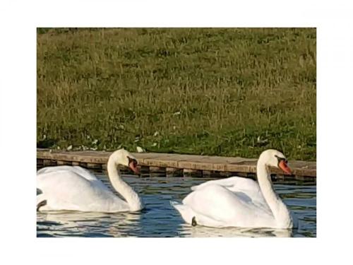 Schwäne im Fischweiher
