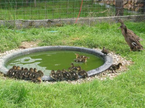 grosser-wildentennachwuchs