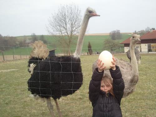 Hurra ein Straussenei ist da!