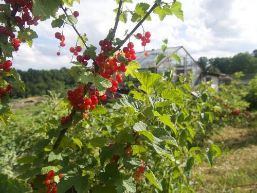 Blick auf Johannisbeeren Blick auf Johannisbeeren