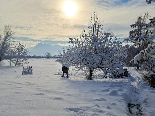 Winterlandschaft in unserem Garten Winterlandschaft in unserem Garten