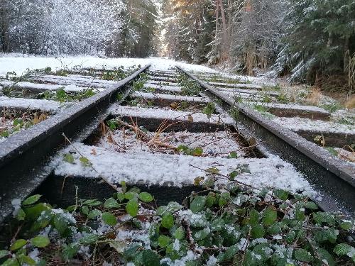 Gleise der Bockerlbahn im Moos Gleise der Bockerlbahn im Moos
